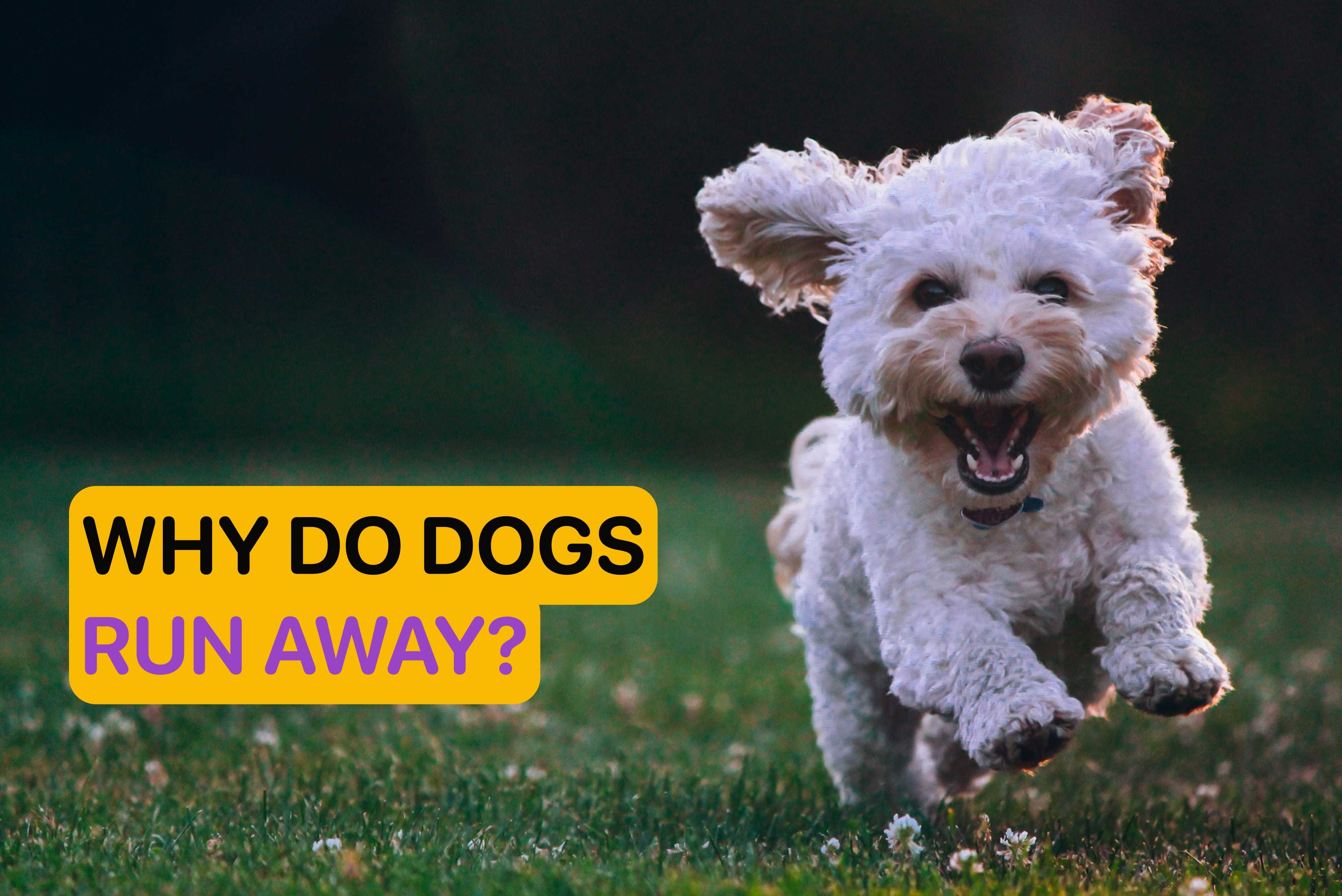 why do dogs run away