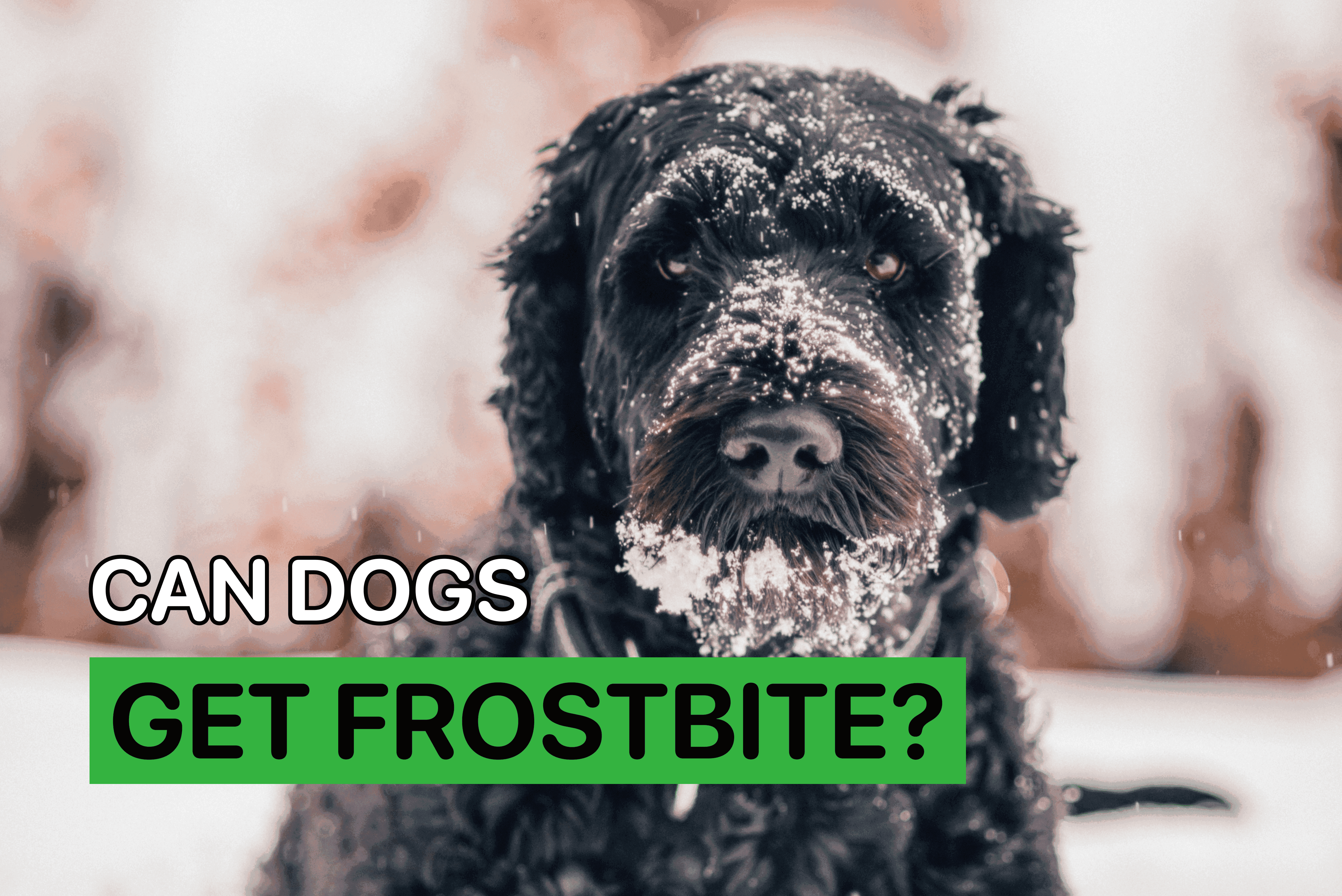 can dogs get frostbite