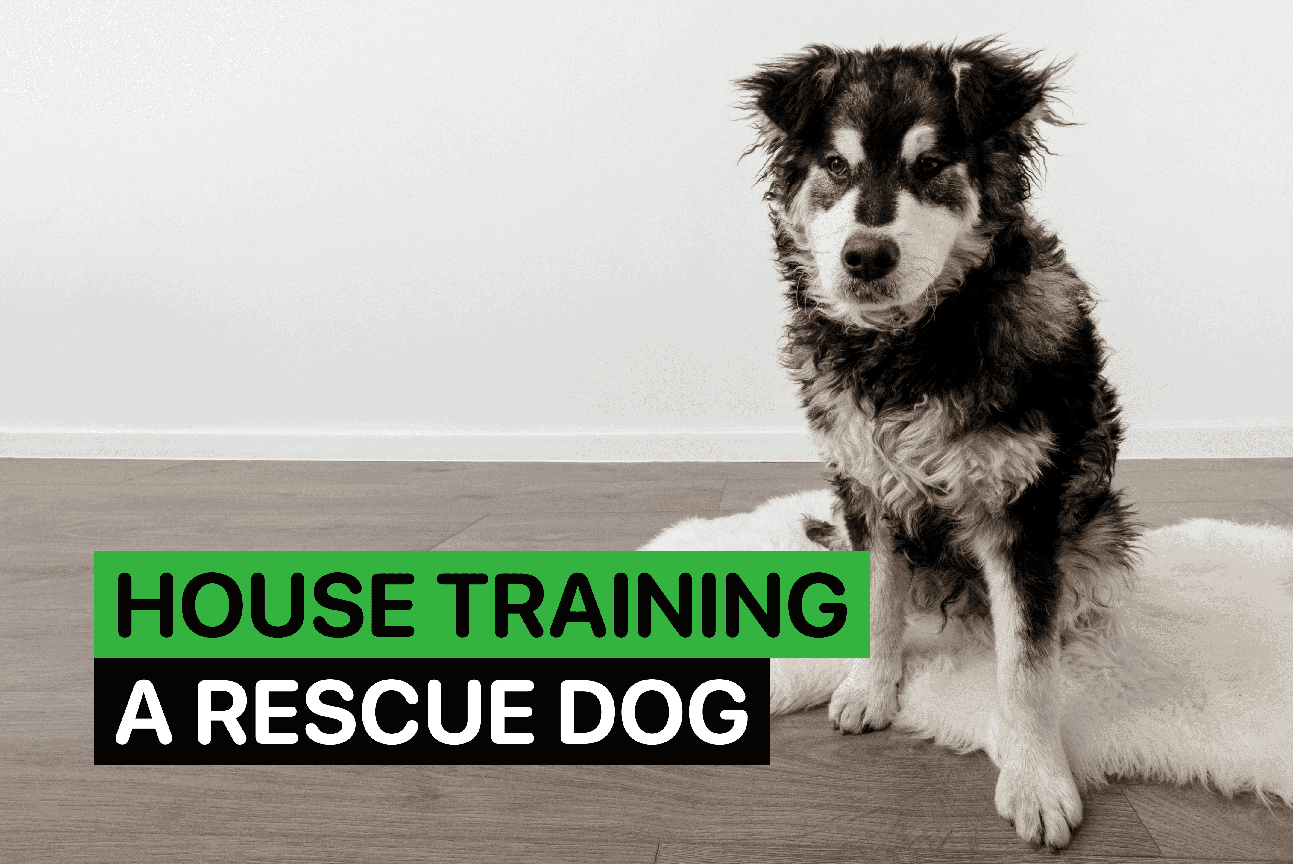 how to potty train a rescue dog