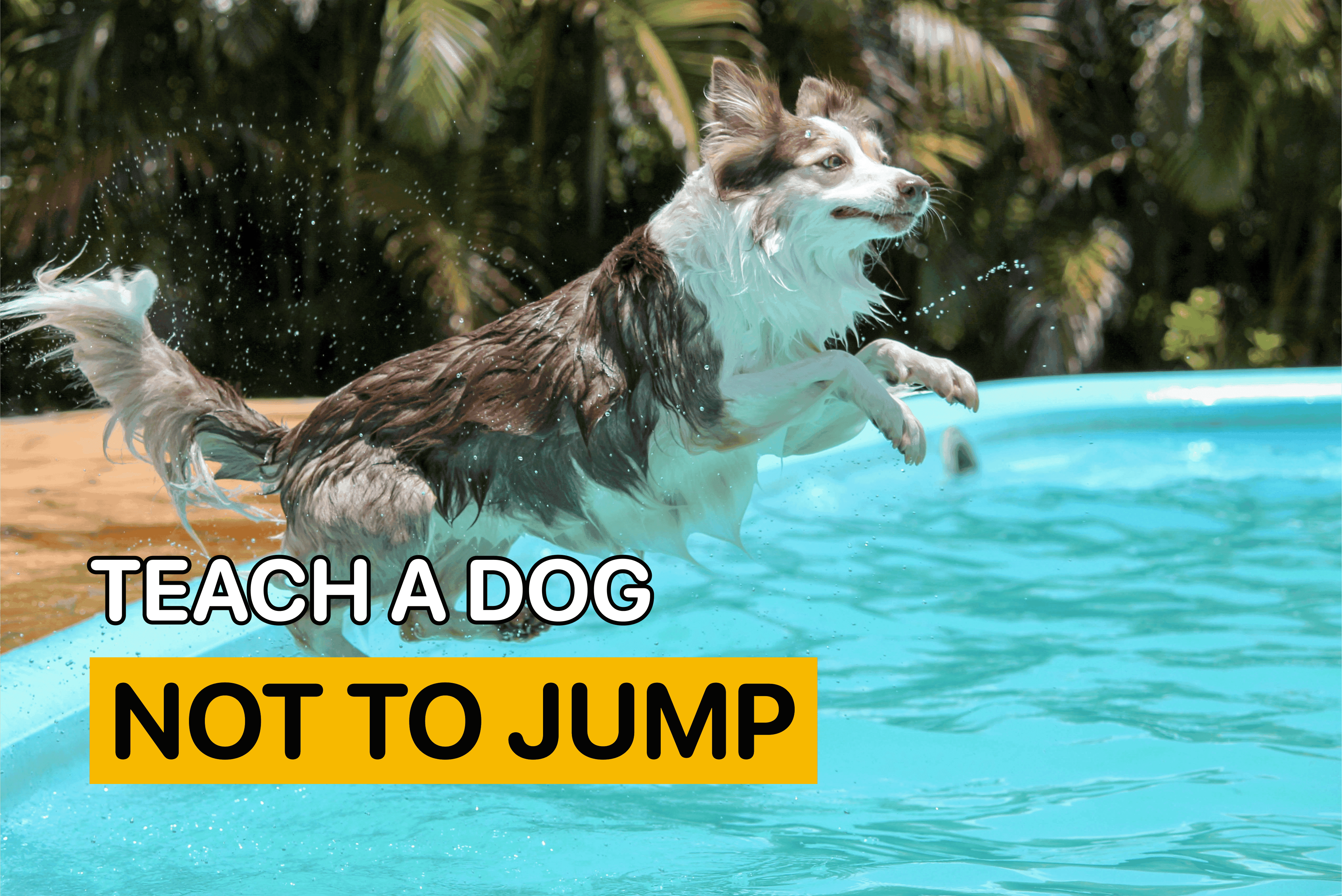 teach dog not to jump