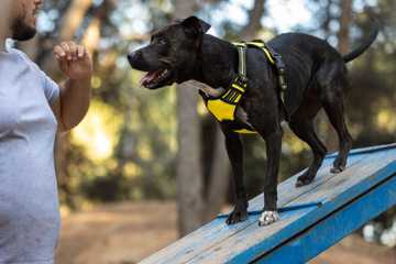 how to train a rescue dog