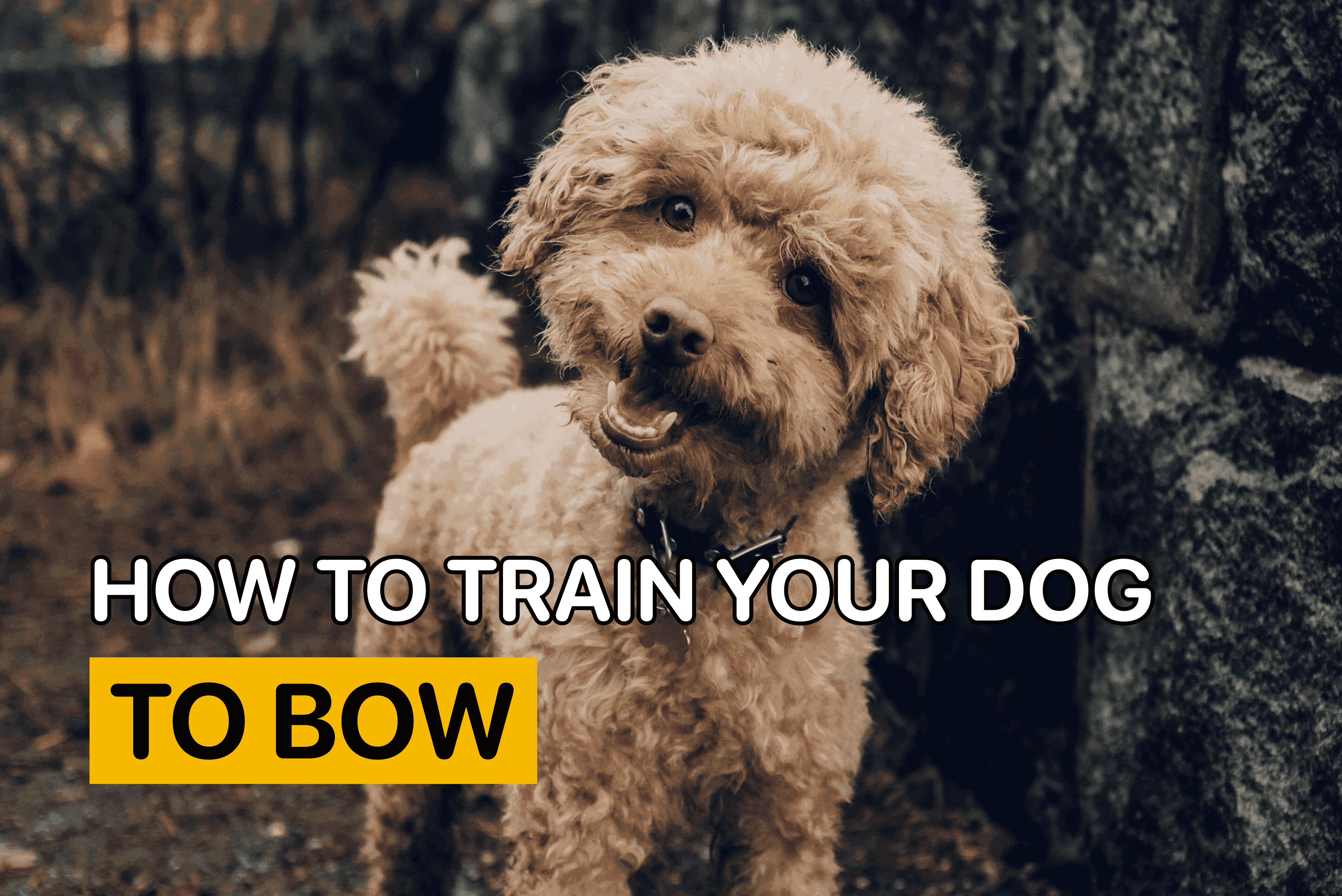 how to train your dog to bow