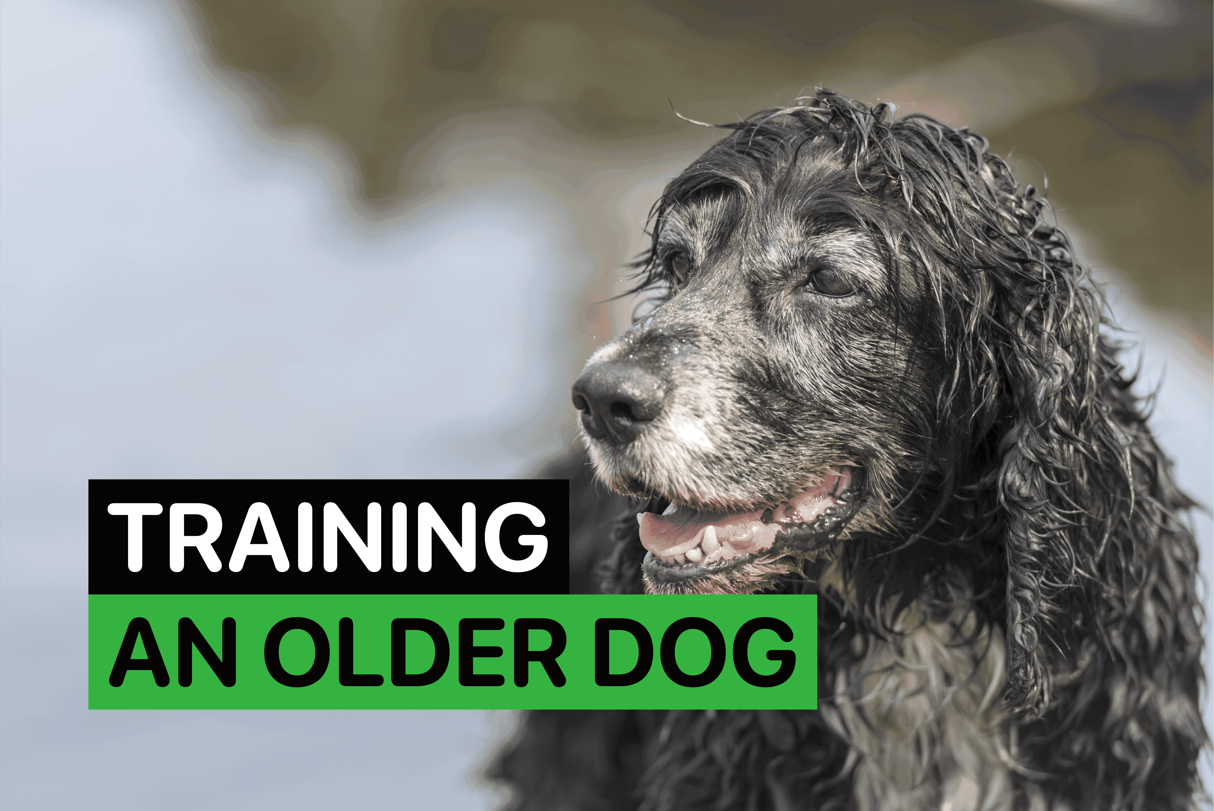 training an older dog