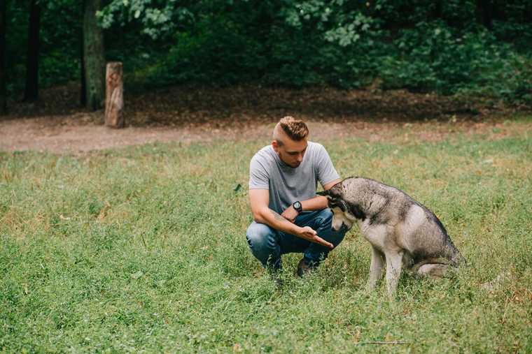 how to teach your dog to take a bow