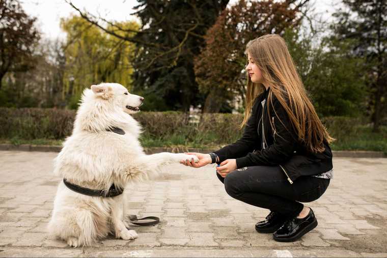 how to teach a dog to give paw