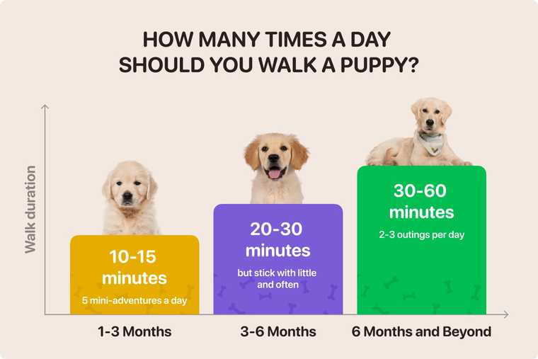 how often should you walk a puppy