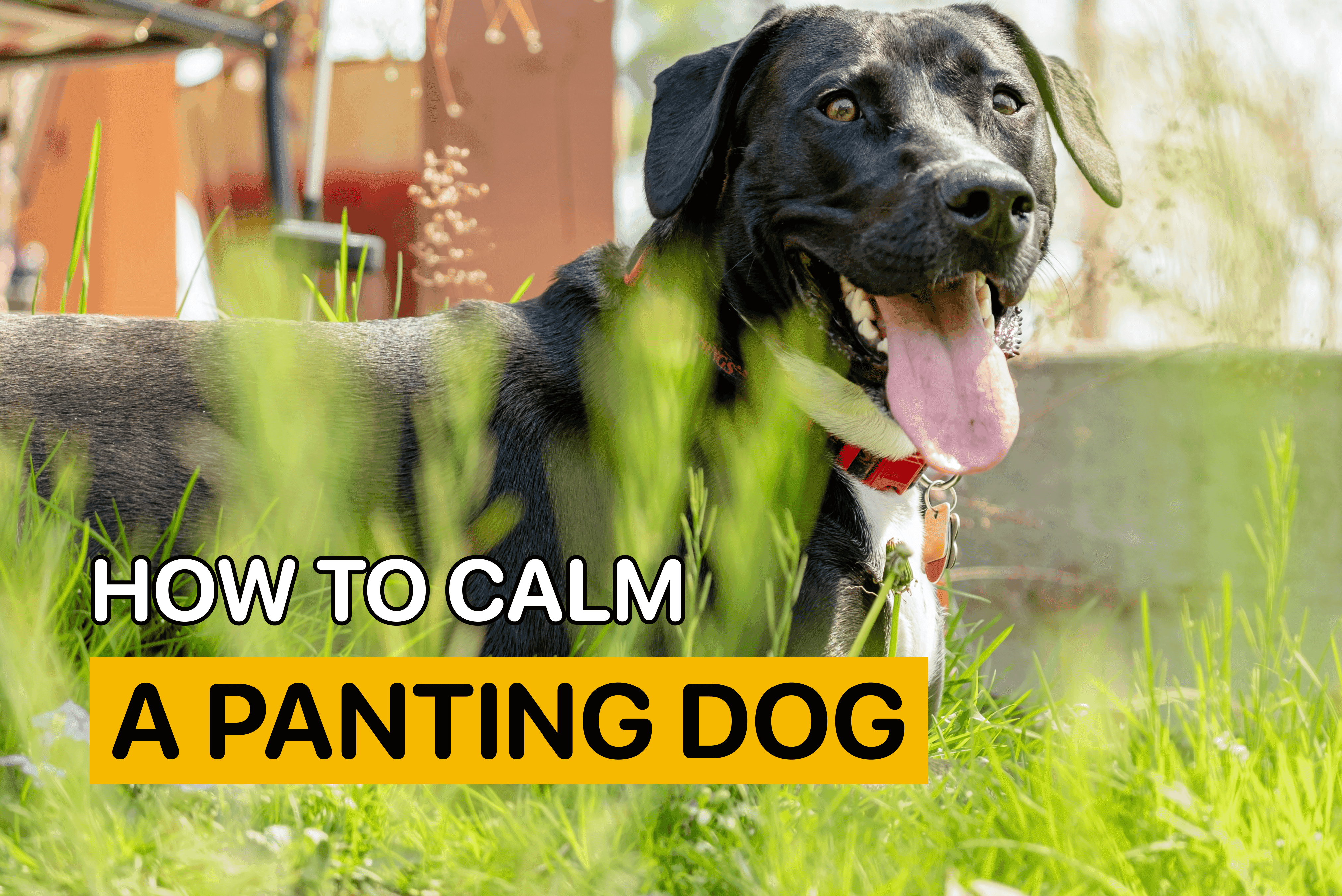 how to calm a panting dog