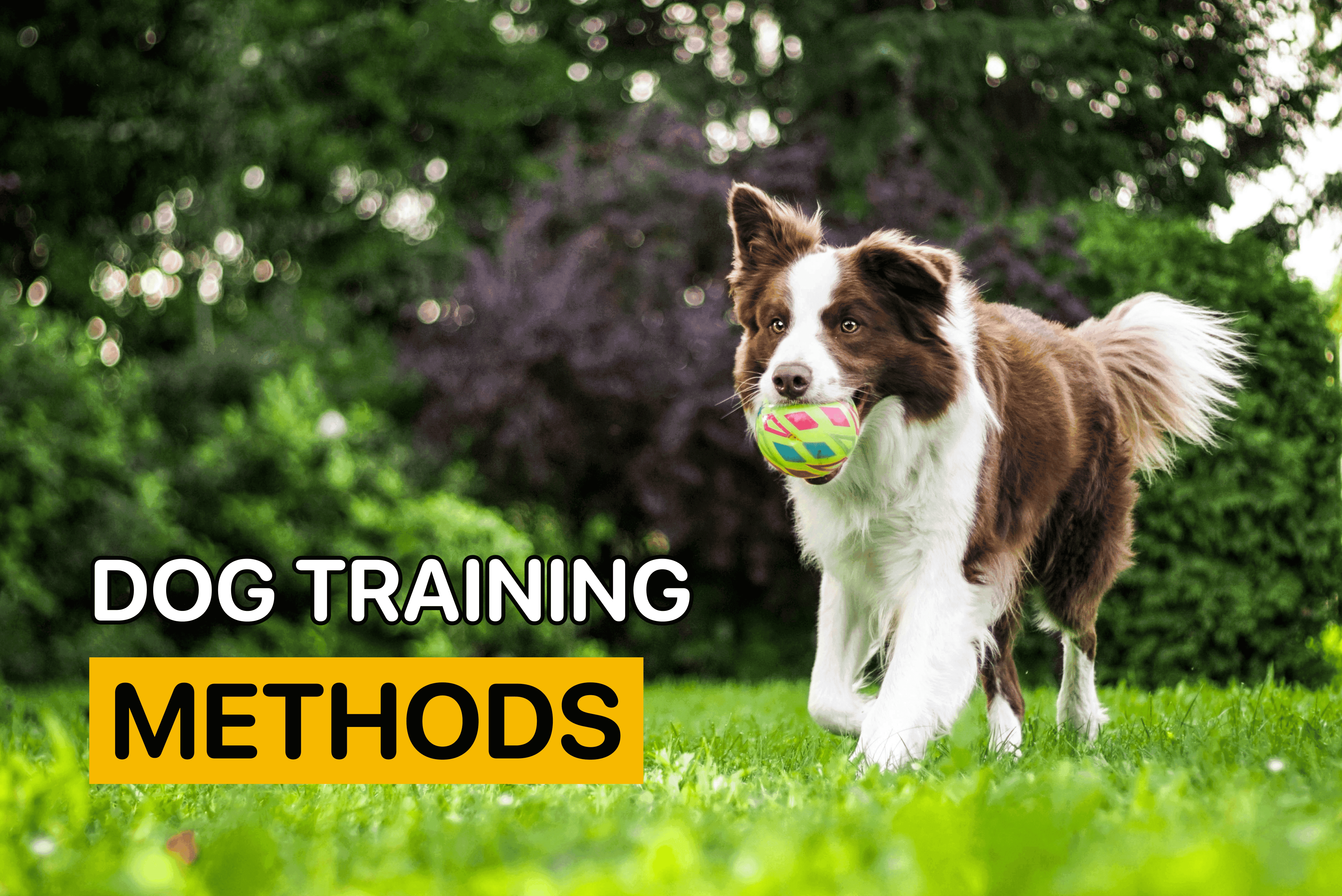 Dog Training Methods