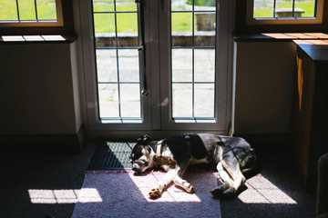 how to keep dog cool inside house