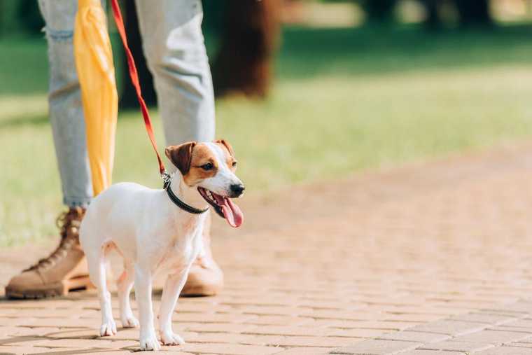 indoor potty training for dogs