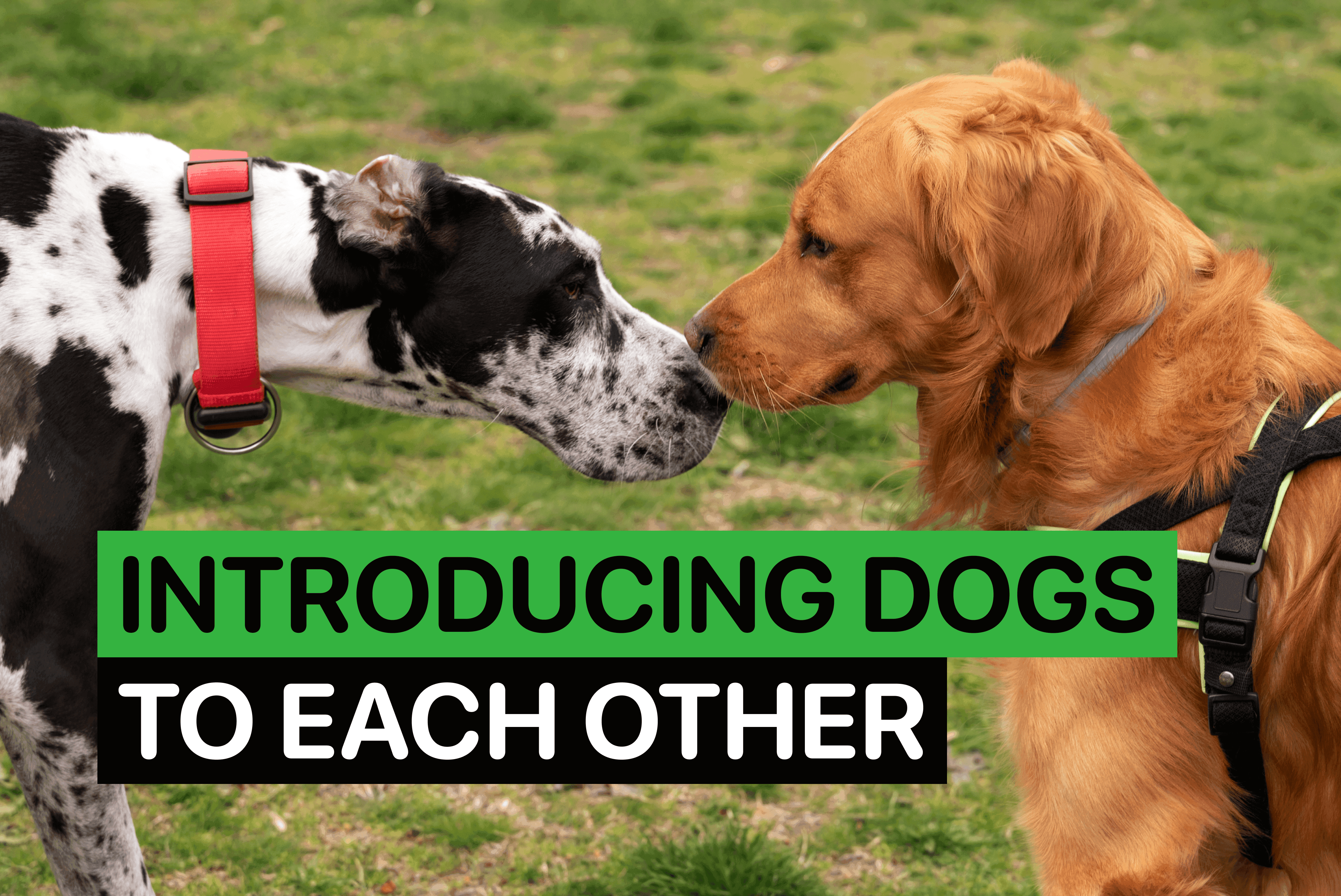 introducing dogs to each other