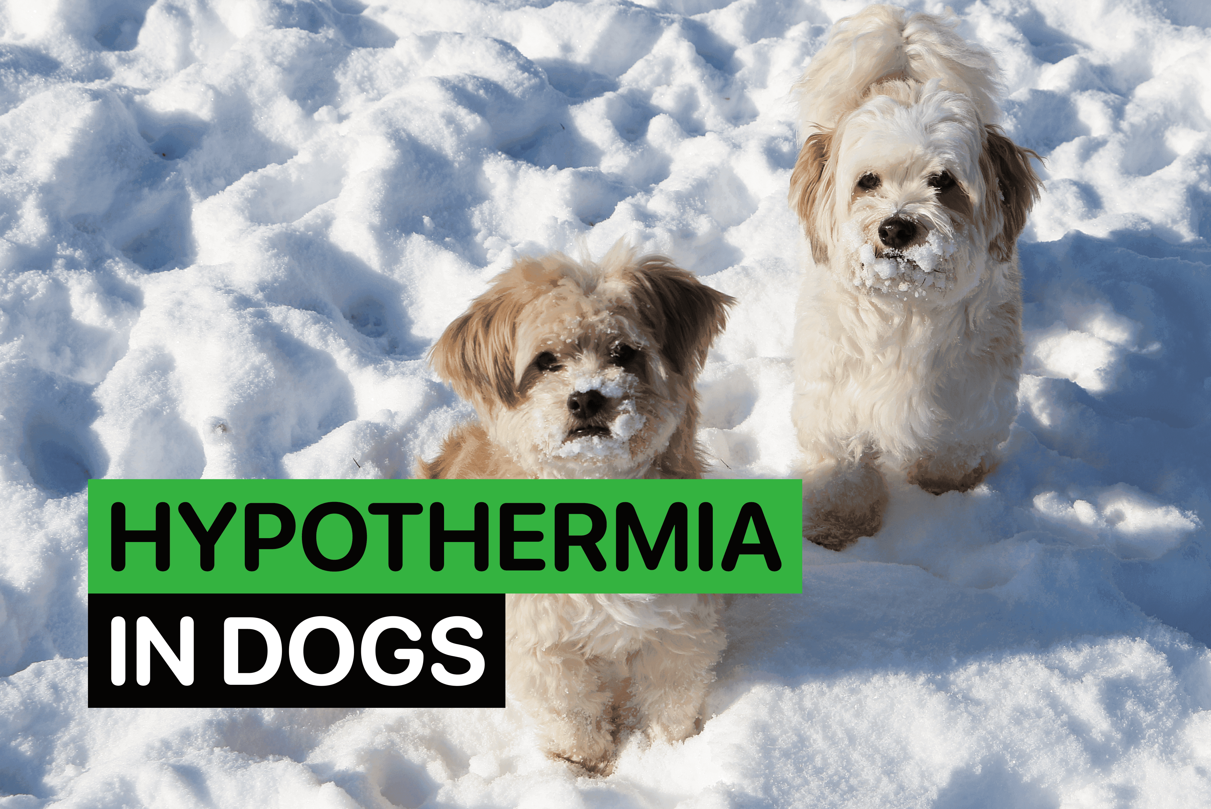 what does hypothermia look like in dogs