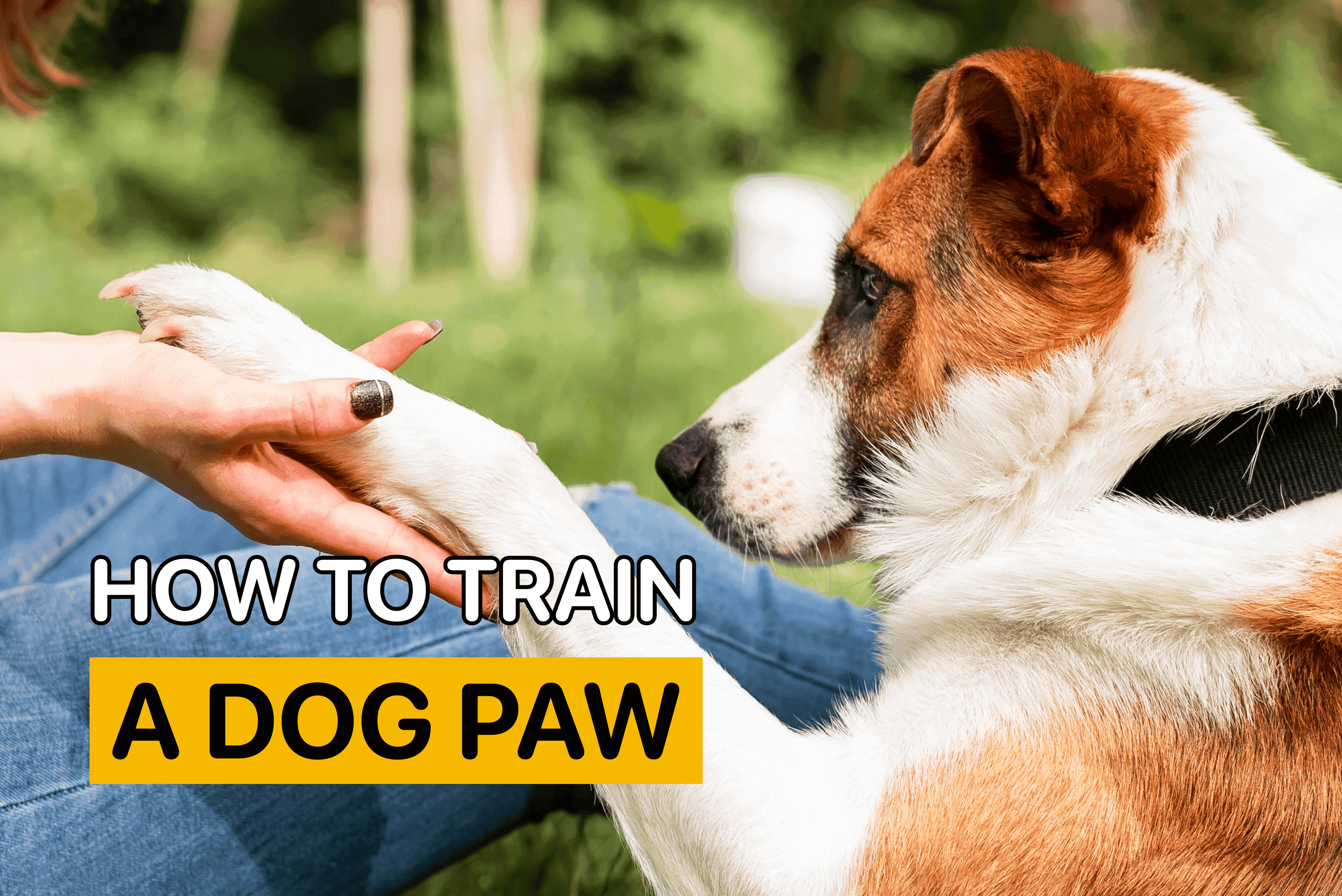 how to train a dog paw