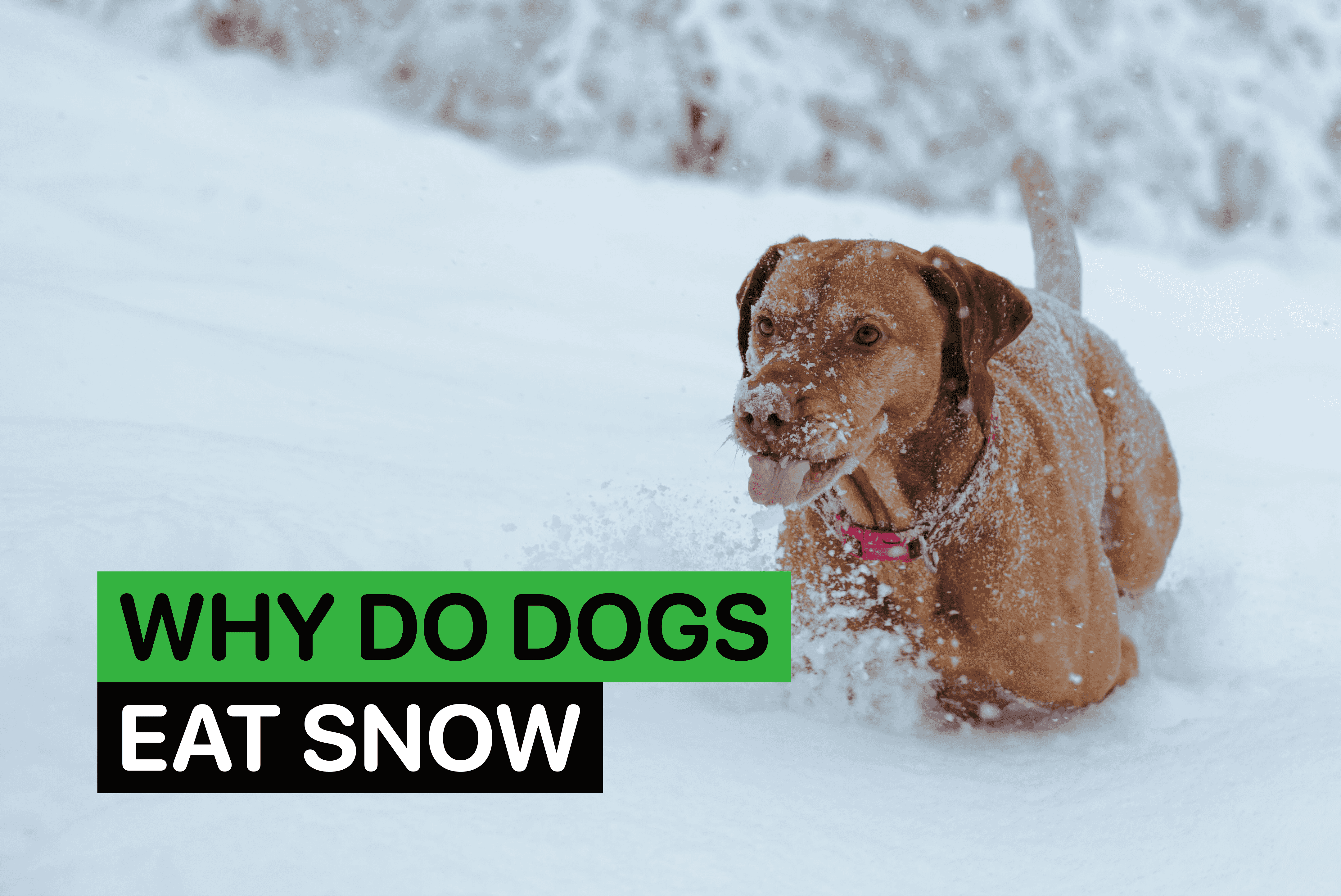 why do dogs eat snow