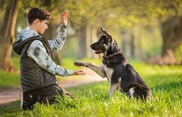 teach puppy paw