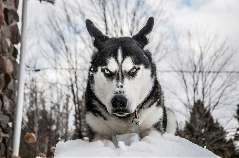 what tempature is too cold for dogs outside