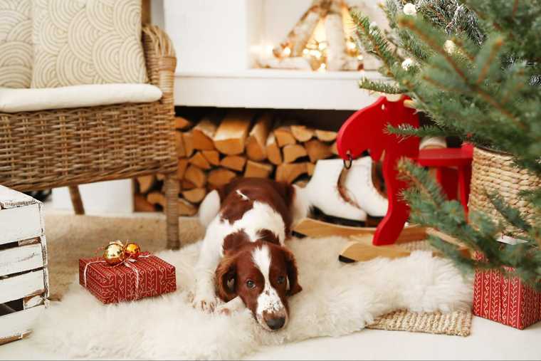 dog eating christmas tree