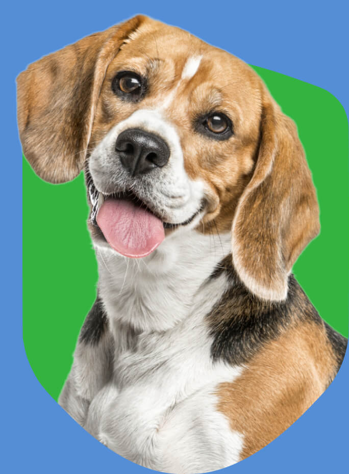 beagle dog