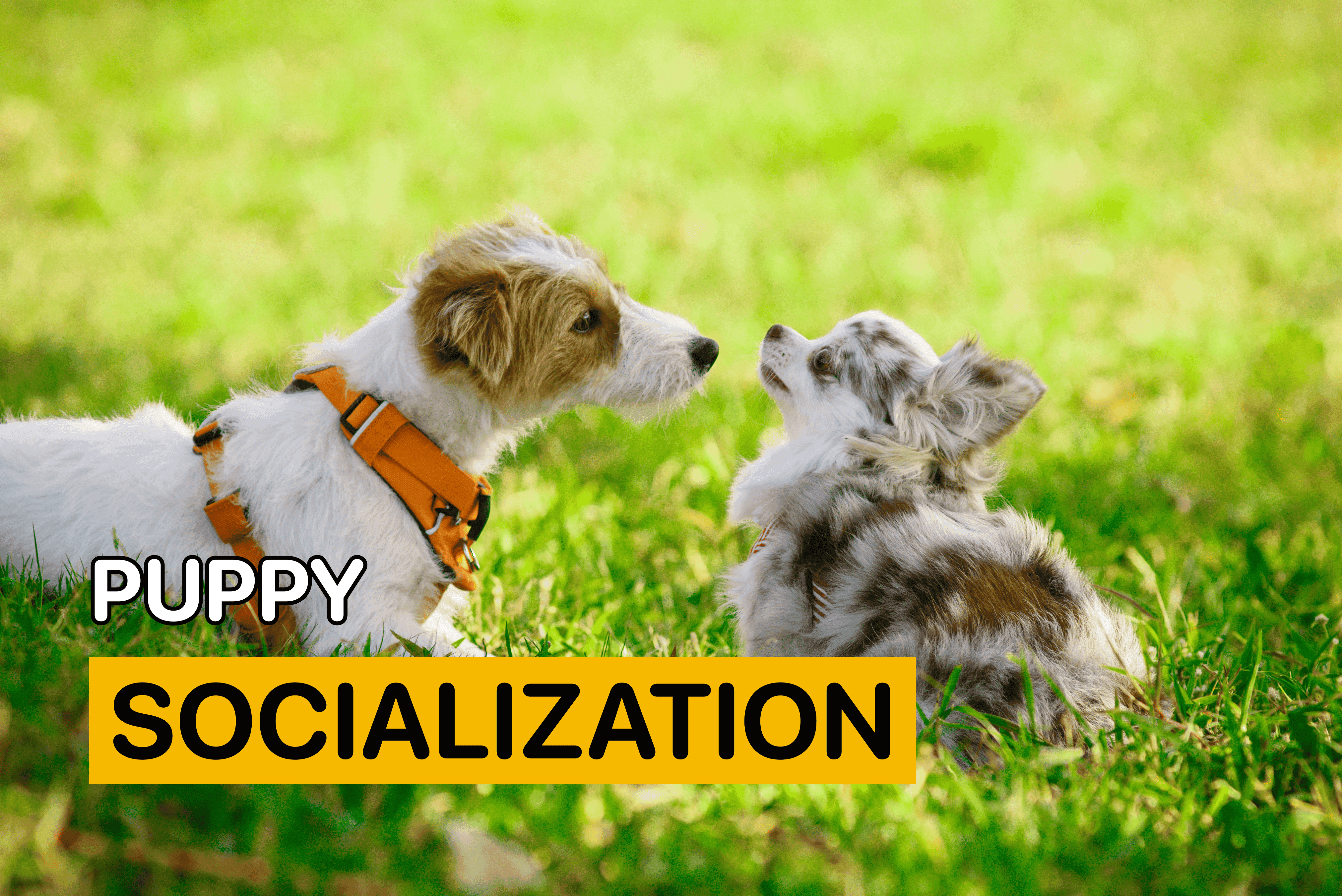 How to Socialize a Puppy