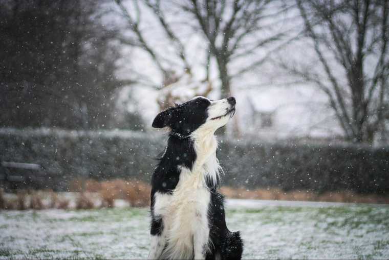 how cold is too cold for dogs