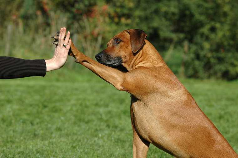 house training a dog