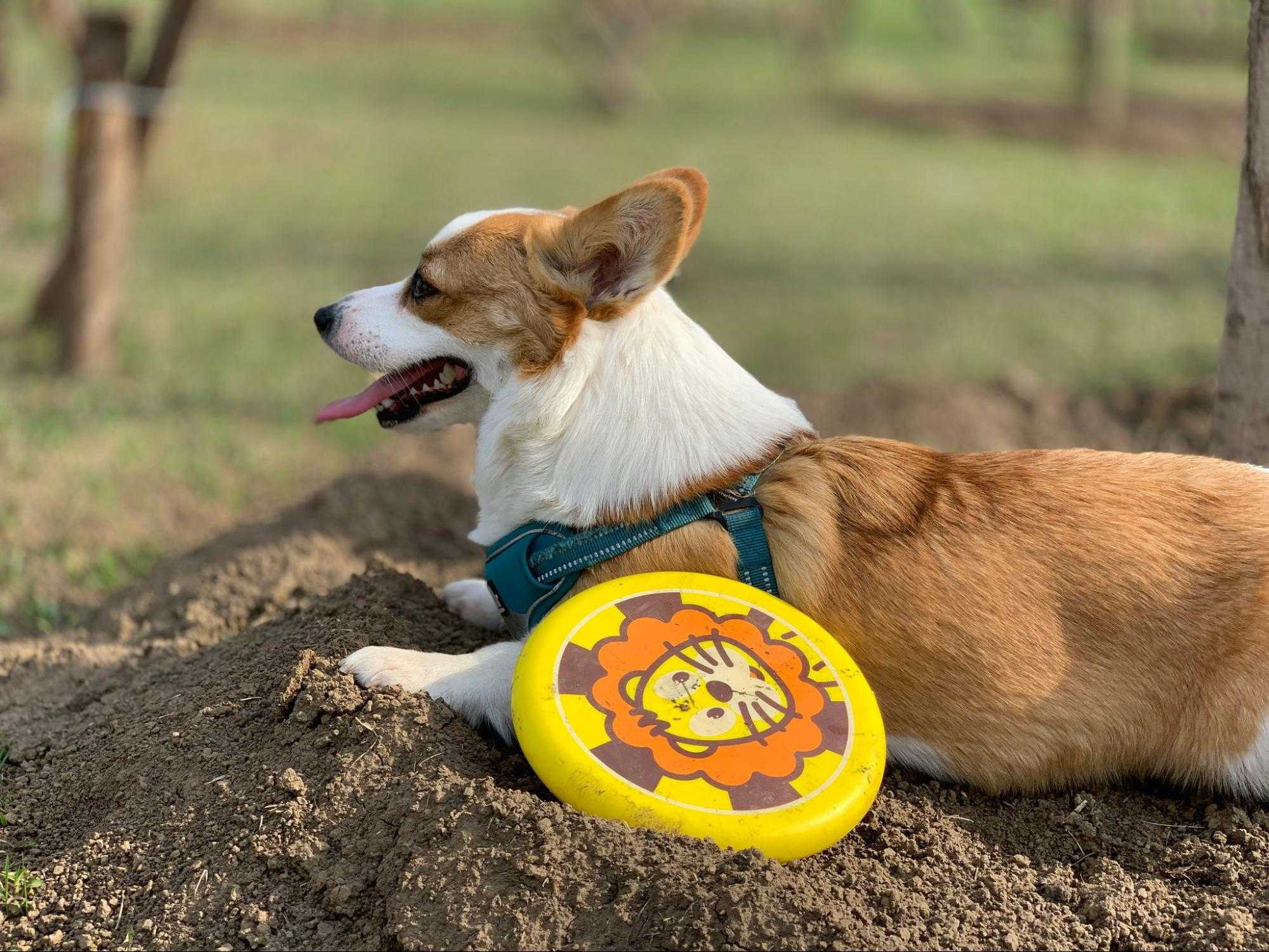 how to teach a dog to catch a frisbee