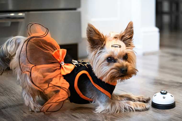 how to potty train a puppy using a bell