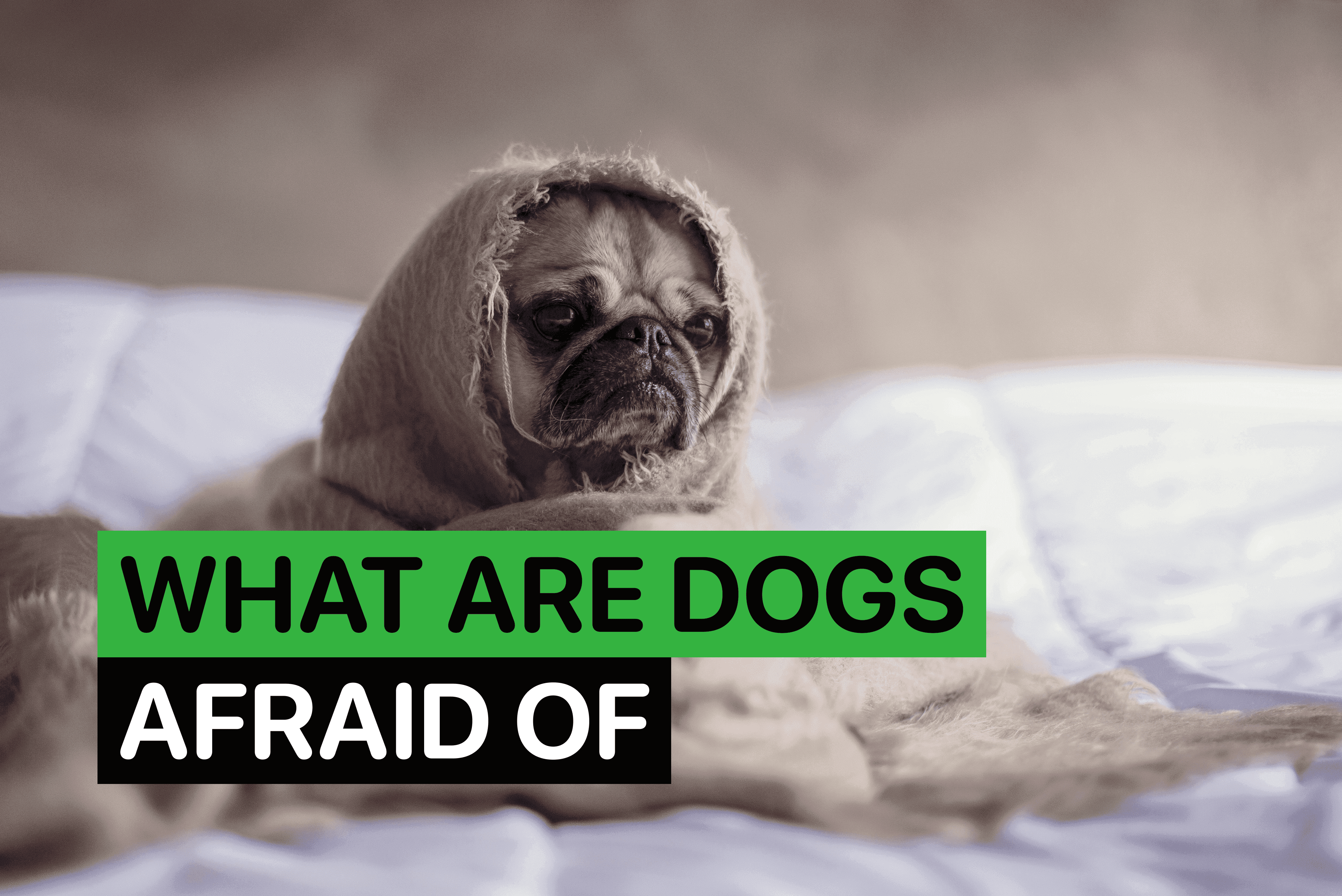 what are dogs afraid of