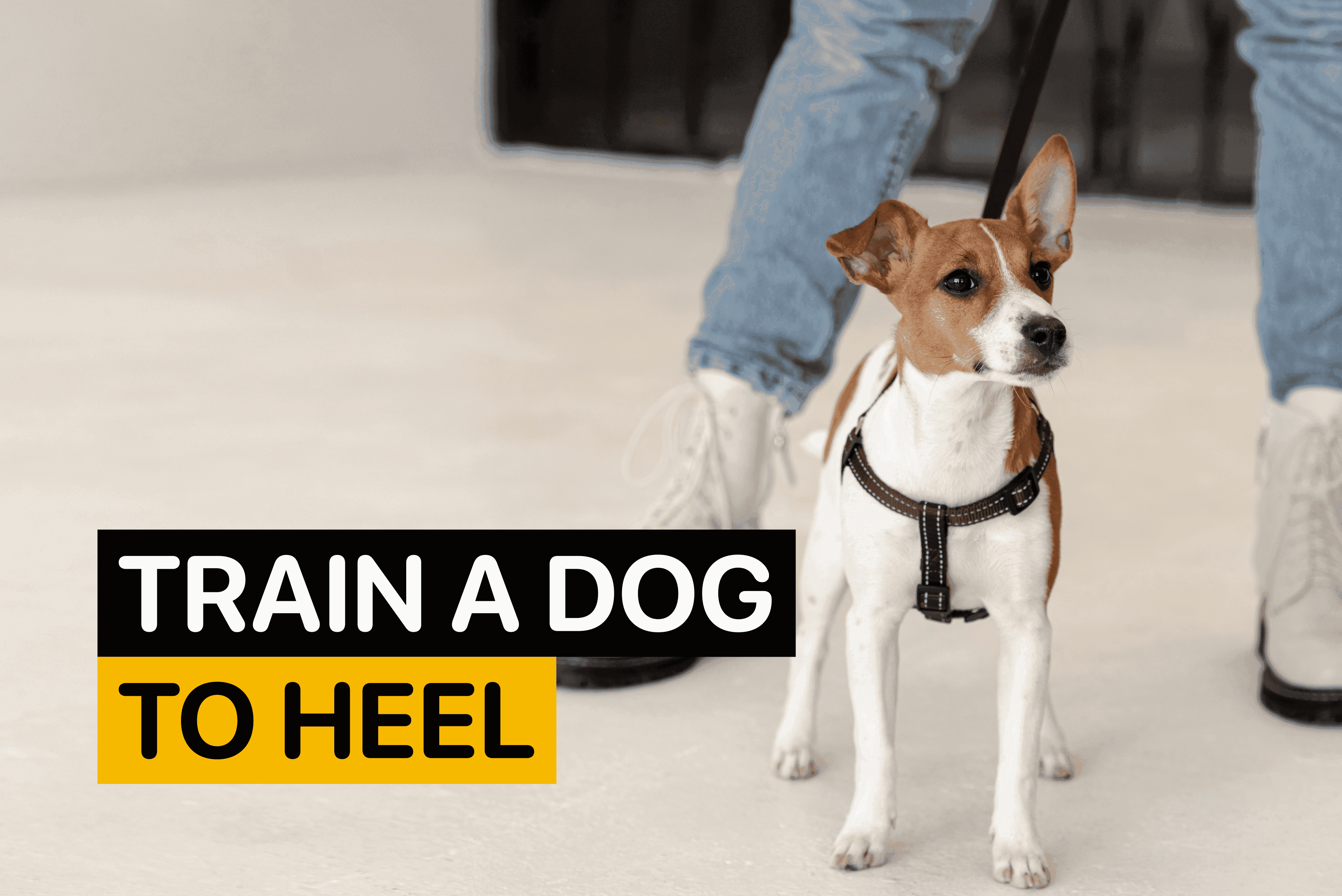 train a dog to heel