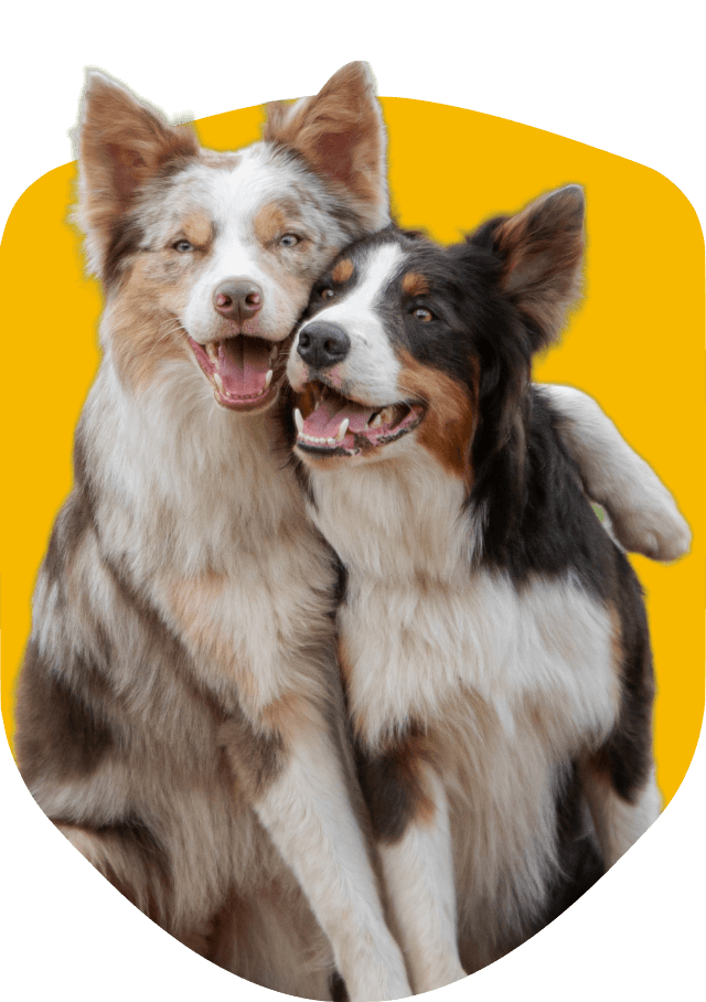 best puppy training app