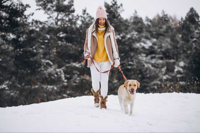 can dogs paws get frostbite