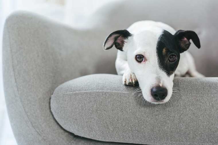 potty puppy training