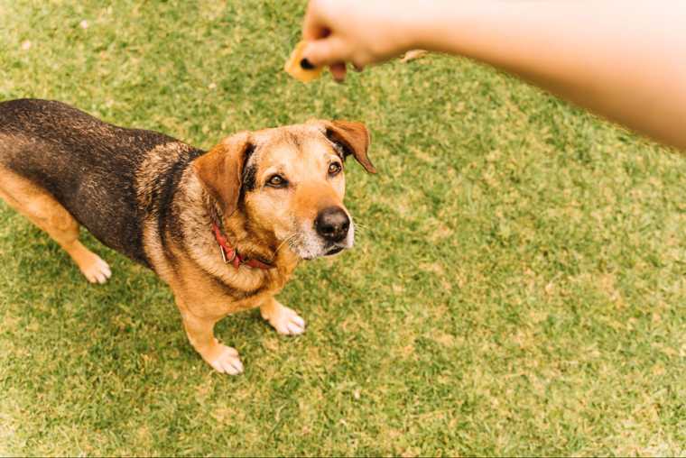 teach dog to spin