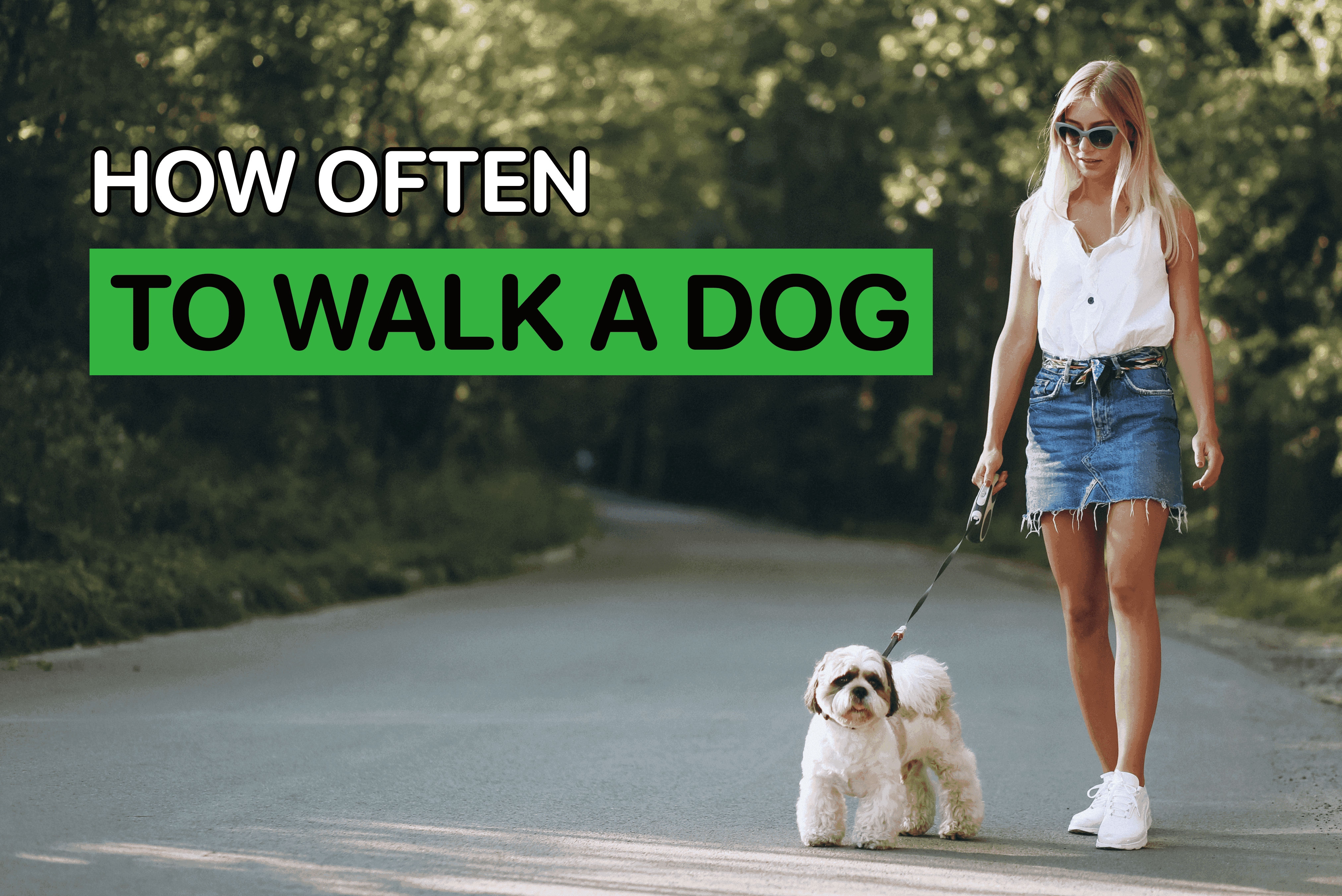 How Often to Walk a Dog