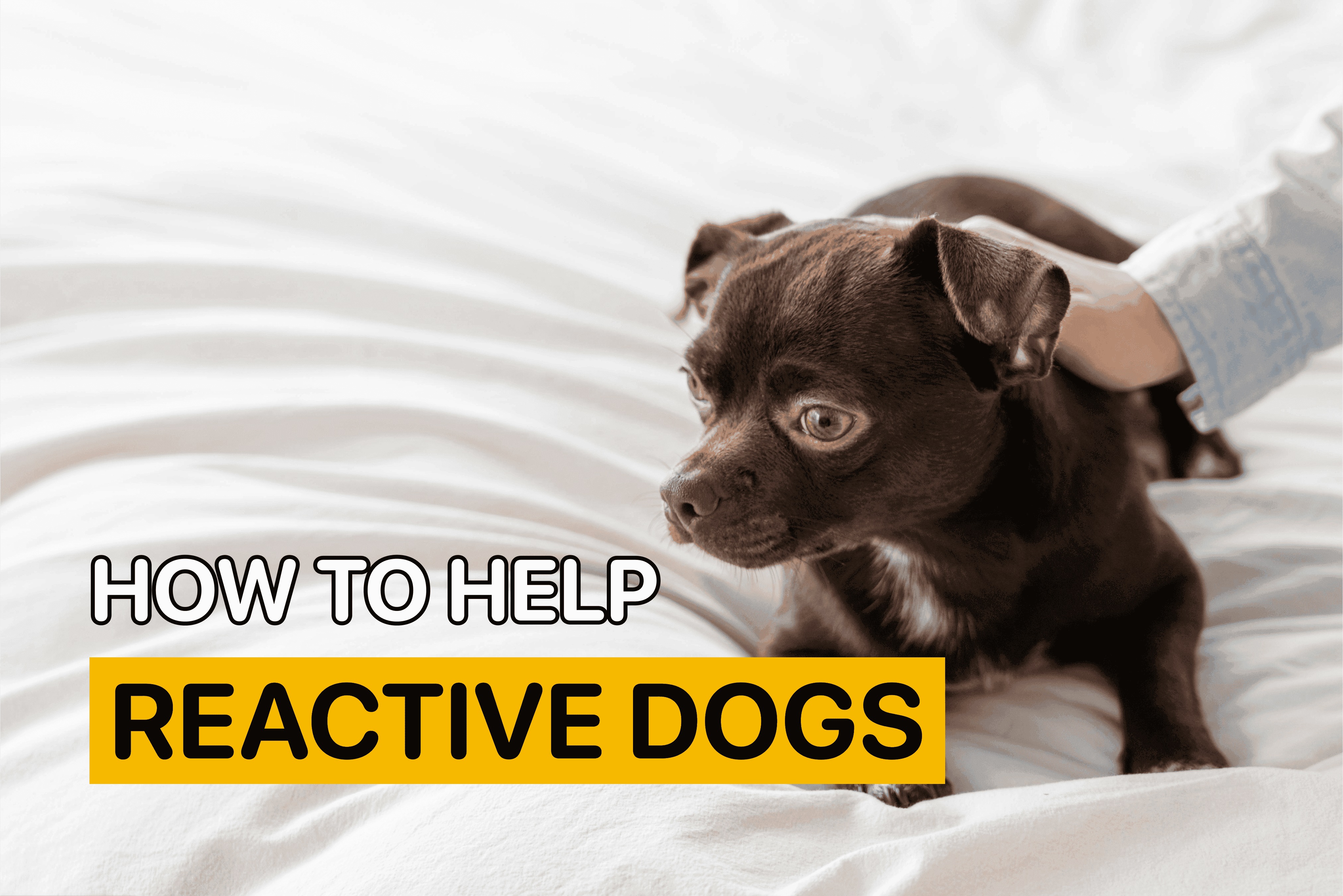 how to help reactive dogs