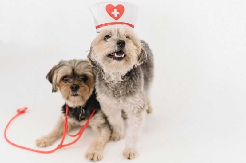 top dog insurance companies