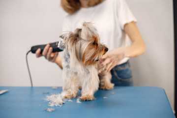 how to keep dogs cool in the summer