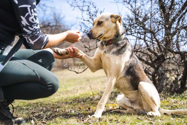 how to train a dog paw