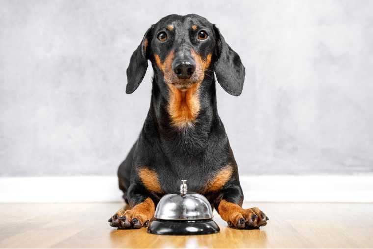 bell training puppy in apartment