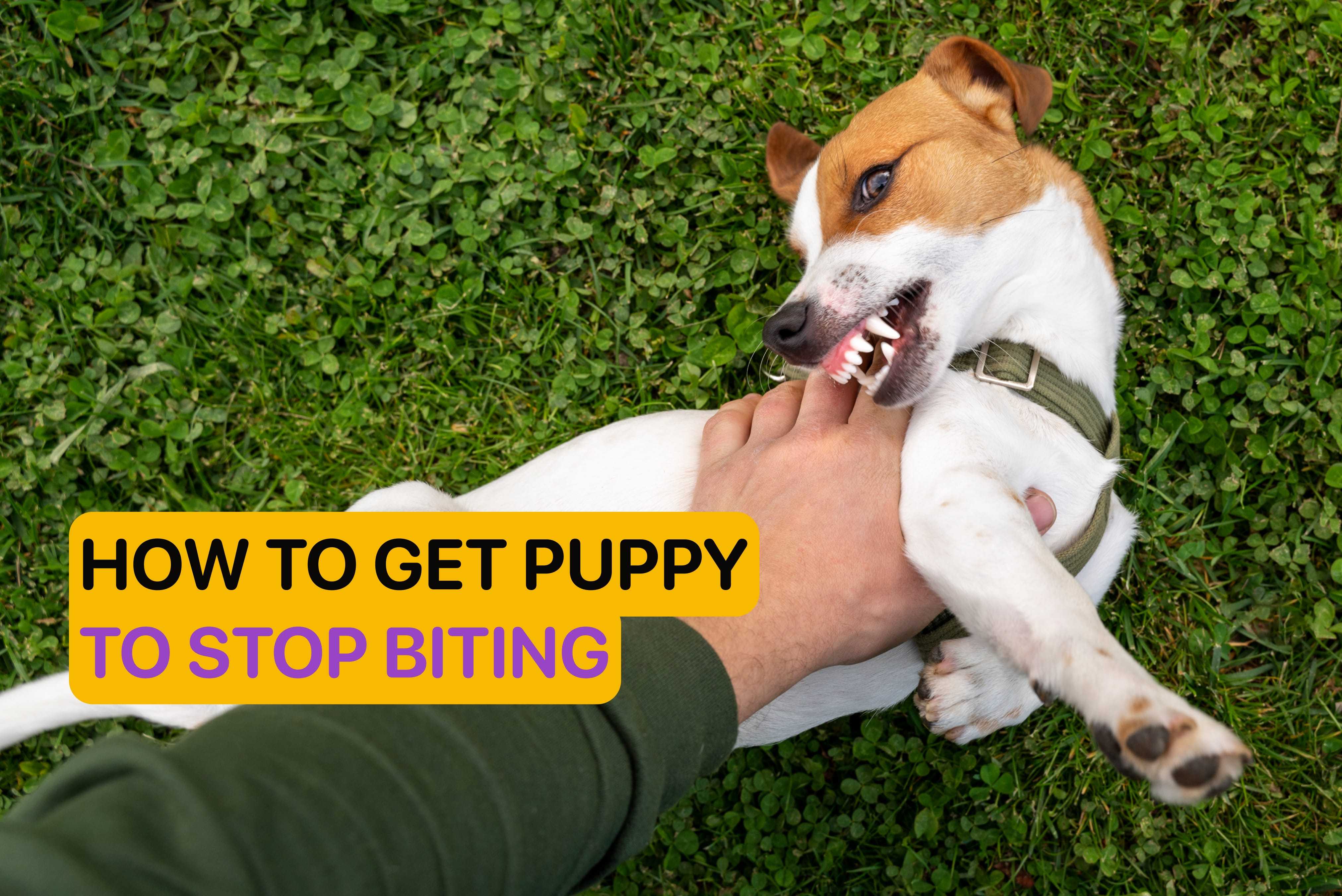 how to get puppy to stop biting