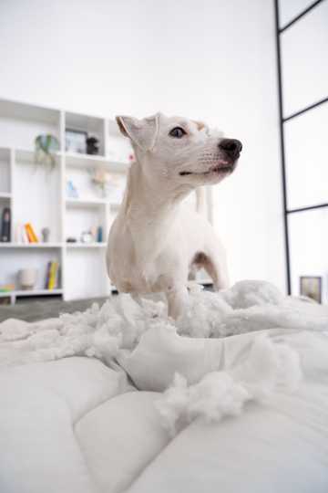 why do dogs scratch their bed