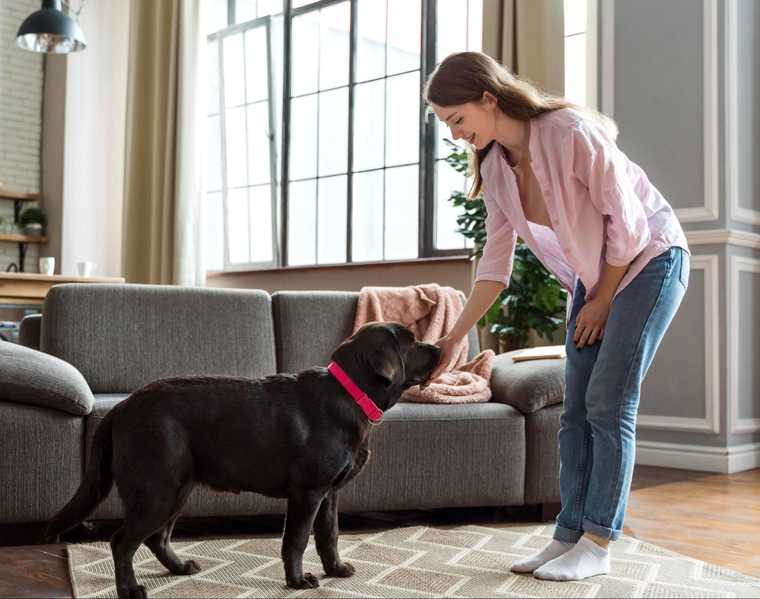 how long for shelter dog to adjust