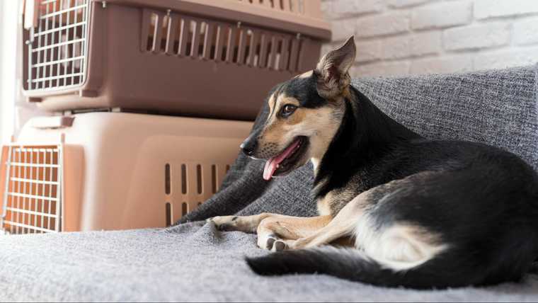 dos and don'ts of crate training