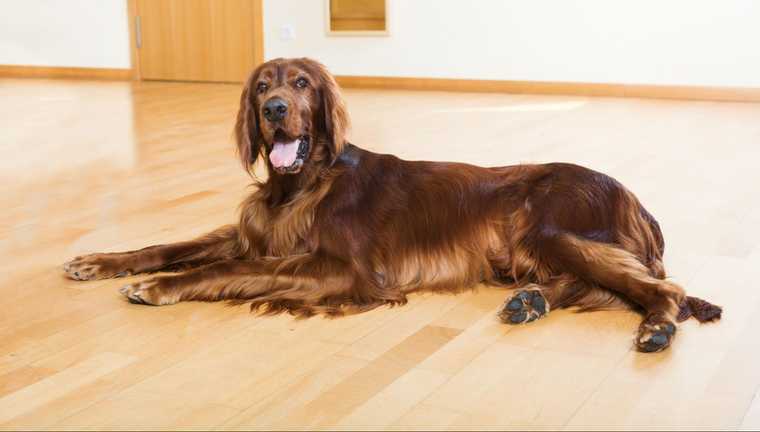 to quickly teach a dog to roll over on command