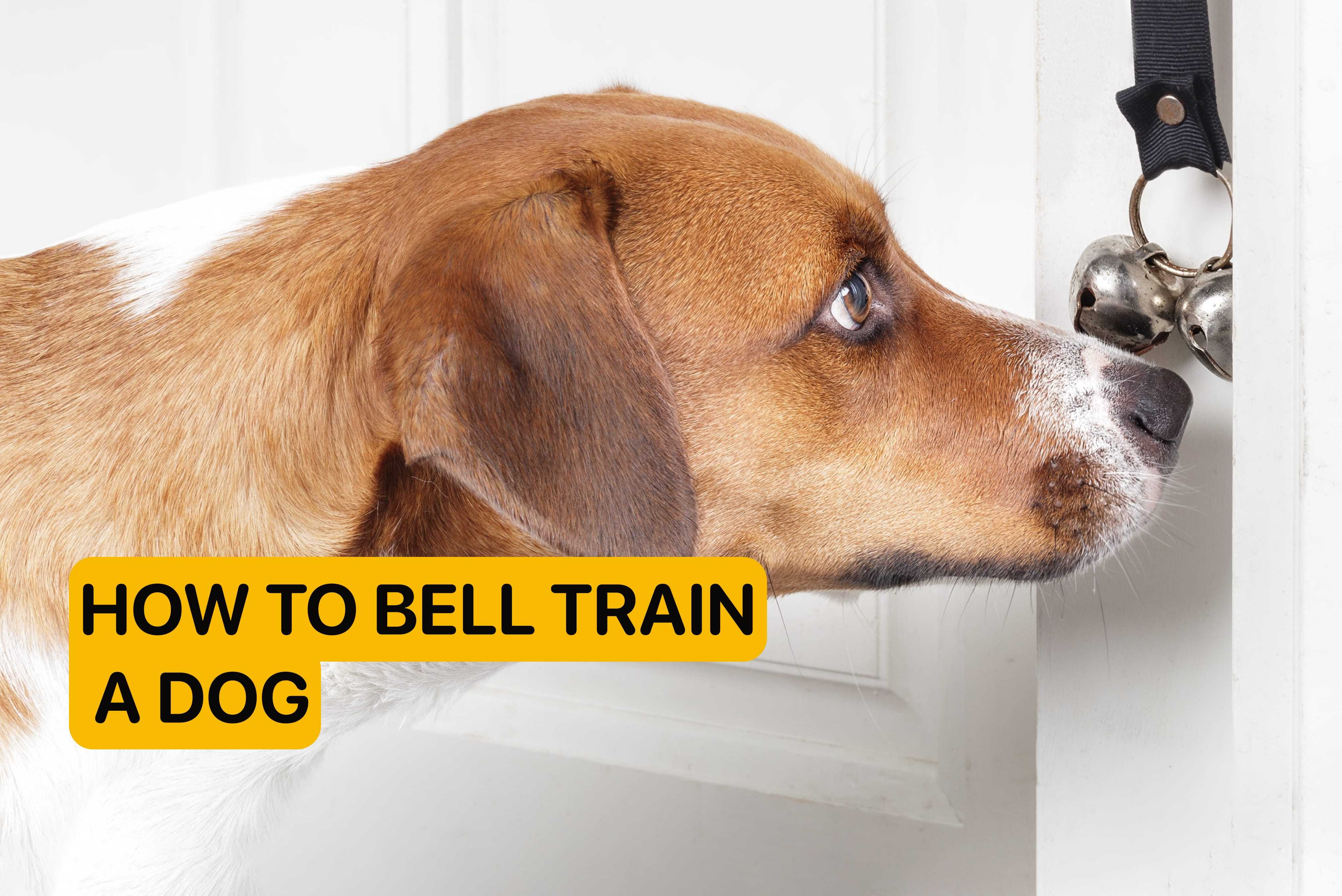 how to bell train a puppy