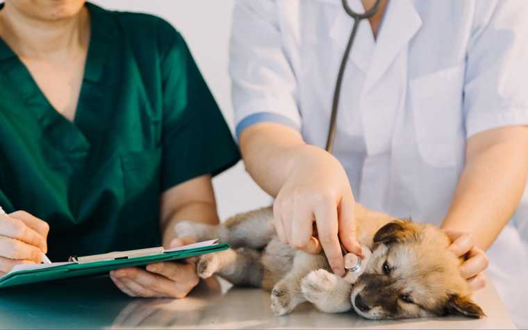 treating hypothermia in dogs