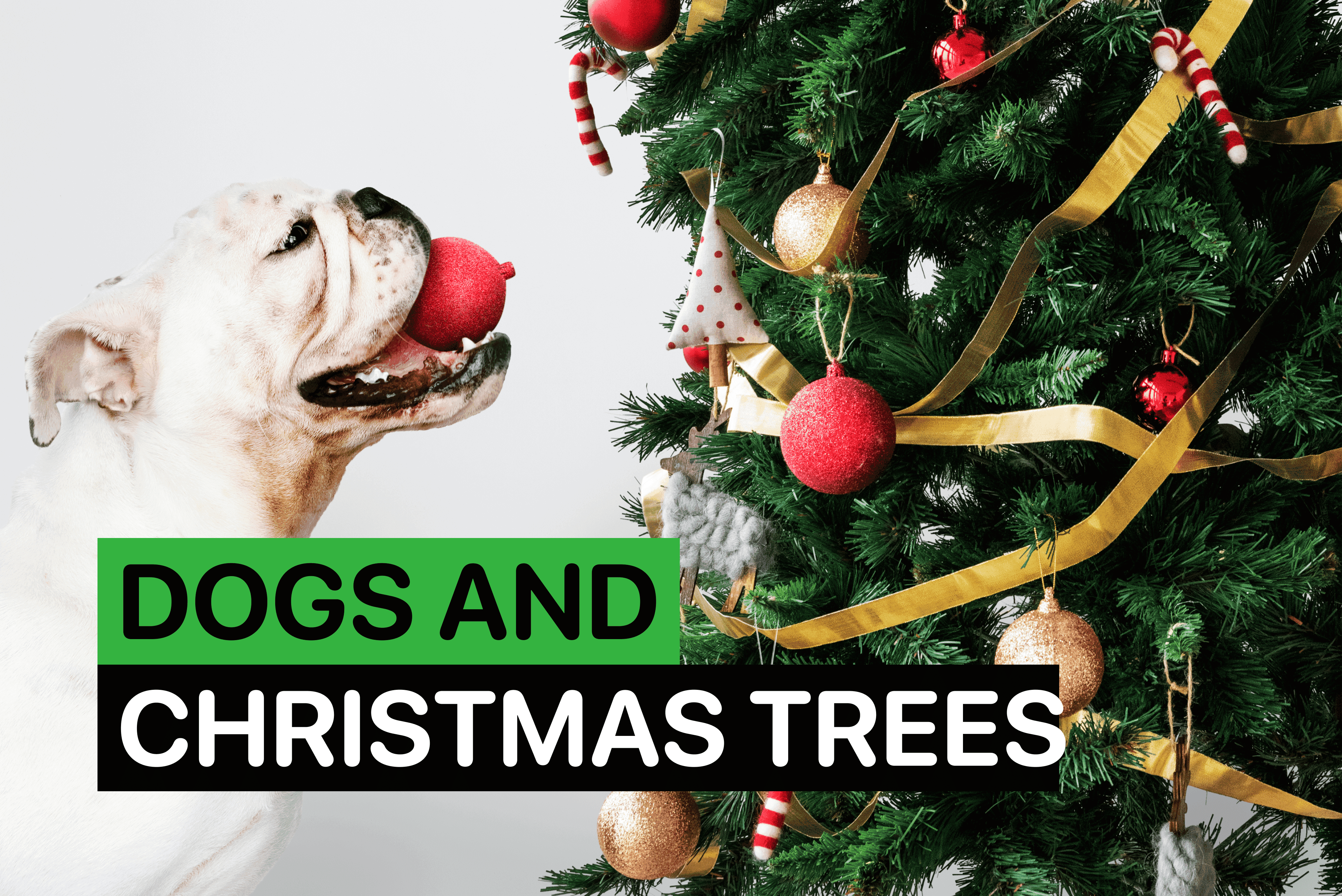 are christmas trees safe for dogs