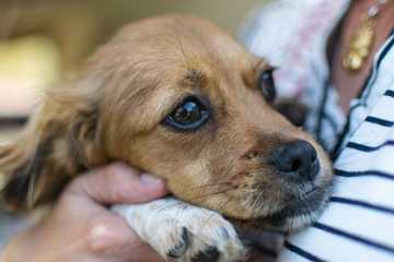 what to do with dogs and fireworks