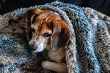 how to treat hypothermia in dogs