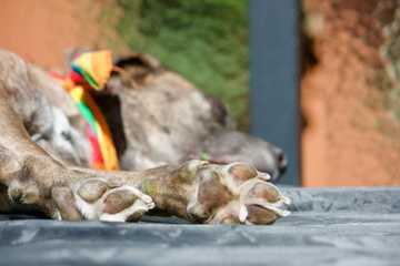 dog paws on concrete